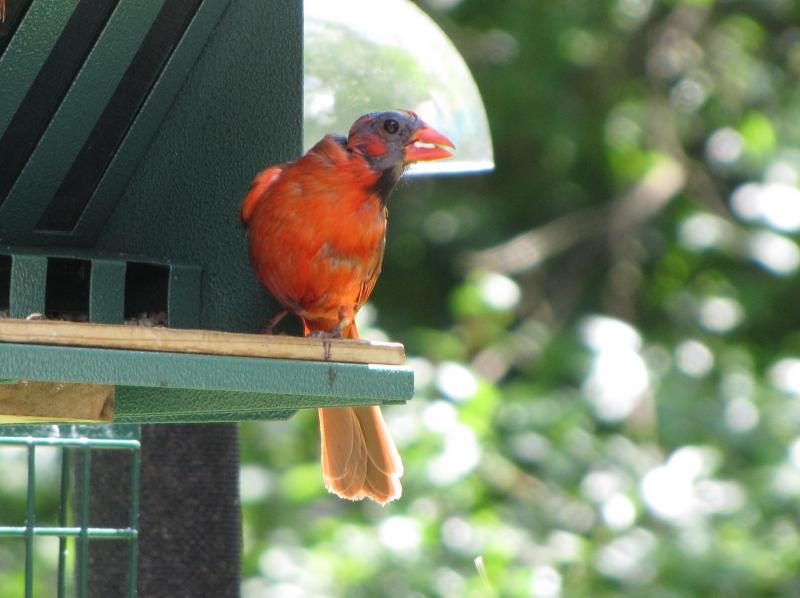 Why Are Those Birds Bald? | Wiscasset Newspaper